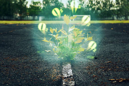 A small sprout of a tree growing through aswalt. Plant leaves cleanse the air of toxins and harmful thingsの写真素材