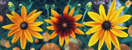 Yellow flower rudbeckia, a summer ornamental plant. Three flowers of yellow color on a green travaniast background. Flowers of Rudbeckia.の写真素材
