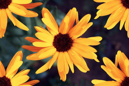 Yellow flowers of rudbeckia, large yellow petals of the flower. The flowering period of flowers and...