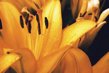 Blooming yellow lilies in the garden, the flowering period of decorative flowers. Warm yellow tones....