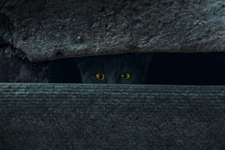 A smoky gray kitten with bright yellow eyes looks out of the vent of the house. A confined space, the kitten is hiding.の写真素材