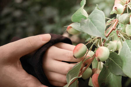The child's hand is held by mother's hand and touches young immature apples, tactile cognition of nature and its study. Summer prgulka in the fresh air, the period of flowering plants.の写真素材