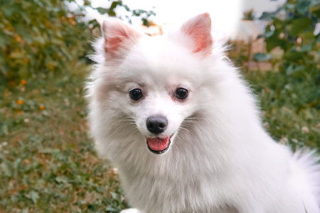 White fluffy dog of the Spitz breed, a dog with a protruding tongue. The best and faithful friend of...