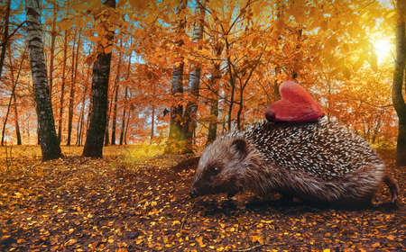 Autumn forest, hedgehog under the yellow rays of the sun walks on the fallen leaves, on his back he has a red wooden heart. Autumn, dry fallen leaves. Soft selective focus.の写真素材