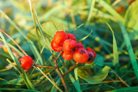A small bunch of red mountain ash lies on the grass. Grass berry rowan covered with dew. On the...