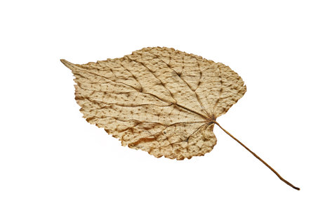 A dried poplar leaf is yellow on a white isolated background close-up. Pronounced poplar leaf textureの写真素材