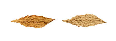 Tobacco leaf brown on a white isolated background, soft selective broochny focus. Same sheet on both sidesの写真素材