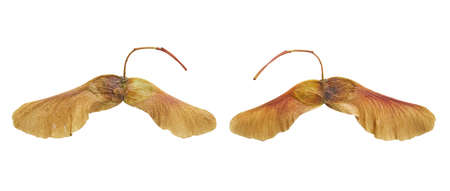 Winged maple seeds are brown on a white isolated background. Two sides of the same sheetの写真素材