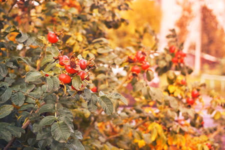 Red berries with yellow and green rosehip leaves. Harvest time, medicinal and useful plants. Rosehip leaves. Soft selective selective focus.の写真素材