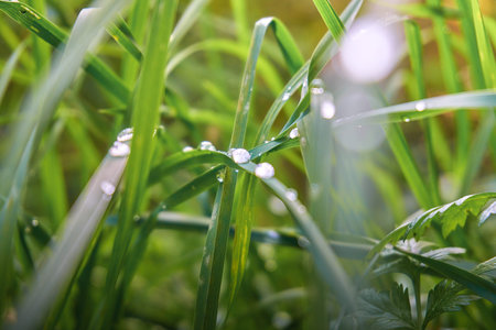 Green grass with dew drops. Soft selective selective focus, blurred background and foreground,...