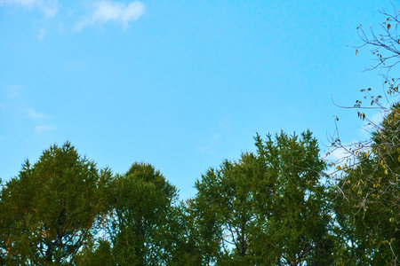 Green trees and blue sky with white clouds. A place for text and copying. Space and blue background.の写真素材