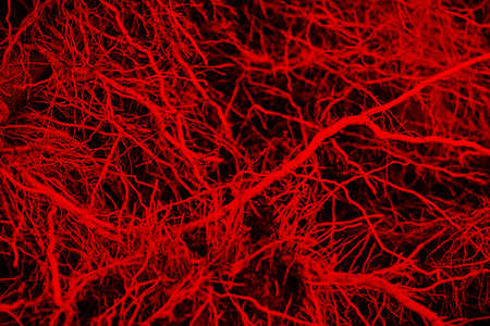 The roots of the plant are similar to vessels and capillaries close-up on a red background. soft selective selective focus. Texture and background.の写真素材