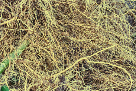 The roots of plants are similar to vessels and capillaries close-up. Textured thick roots.の写真素材