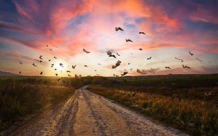 The landscape of the sunset, many butterflies fly over the sandy road. The sun is at sunset in the autumn. Red clouds and blue sky.の写真素材