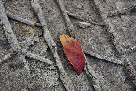 Rowan red autumn leaf lies alone on the sand. Traces of the tread of the machine. Soft selective selective focus.の写真素材