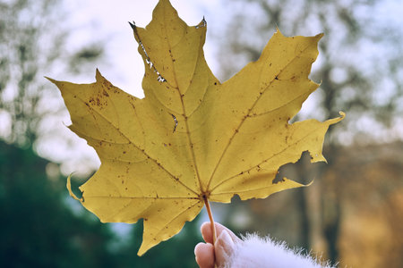 Yellow maple leaf in a woman's hand. Autumn, a beautiful leaf in the hand of a young girl. autumn...