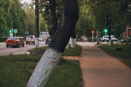 An alley, a city road for pedestrians, along the road grow trees, Christmas trees and different types of bushes. Improvement of the territory of the city.の写真素材