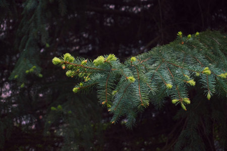 spruce branches. New sprouts on the branches of the Christmas tree. christmas tree. Soft selective...