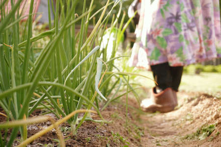 A bed with green onion feathers, a farmer watering vegetables. agriculture. selective focus. Garden and vegetable garden.の写真素材