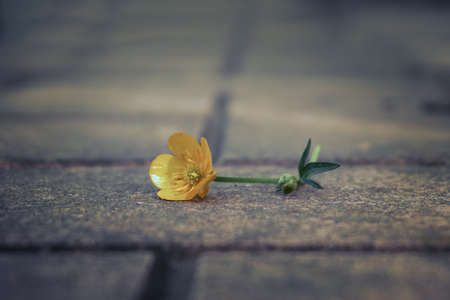 A lone yellow flower on paving slabs, a soft selective selective focus. Yellow plucked flower.の写真素材