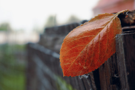 An autumn lone leaf is trapped in a wooden fence. Multicolored leaves falling from trees. Close-up...