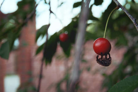 Red cherry on the branch. A shaggy spider hangs on a cherry. selective focus. Garden and vegetable garden.の写真素材