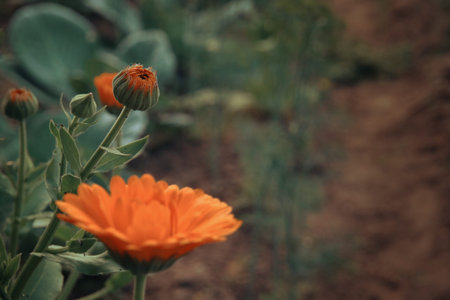 Yellow garden chamomile, growing flowers in the garden and vegetable garden. flower breeding. Soft...