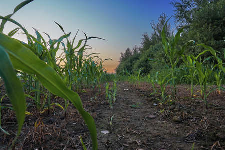 Summer sunset in a cornfield in the outback of the village, large fields with sown cereals.の写真素材