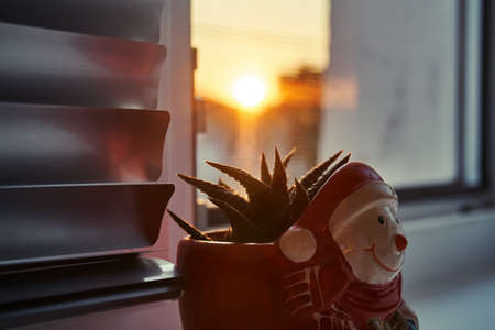 A homemade decorative cactus in a red bowl. In the background, the rays of the sun break through the stems of the cactus. house plant on the windowsill.の写真素材