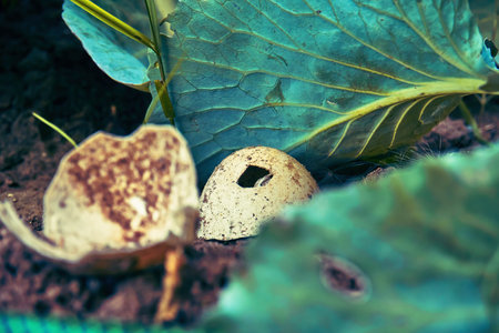 Shell among the leaves of cabbage, eggshell for fertilizing vegetables close-up. selective focus.の写真素材