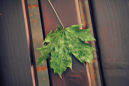 A green maple leaf lies on a wooden bench. Maple leaf fallen from a tree.