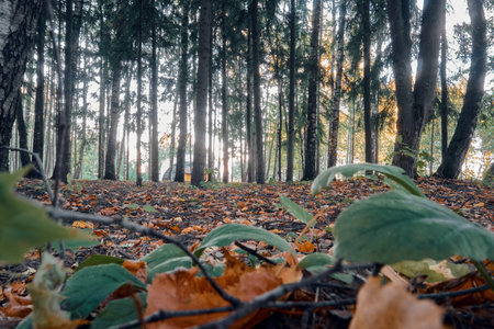Autumn, fallen brown, yellow, orange and green leaves of trees, lie on the ground in the forest. green leaves close-up. selective focus.の写真素材