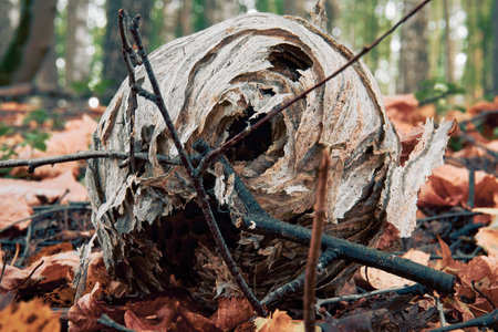 An empty wasp lying on autumn foliage in the forest. Round hornet's nest, soft selective selective focus.の写真素材