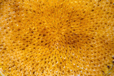 Empty sunflower without seeds close-up, the texture of sunflower cells. Soft selective selective focus.の写真素材