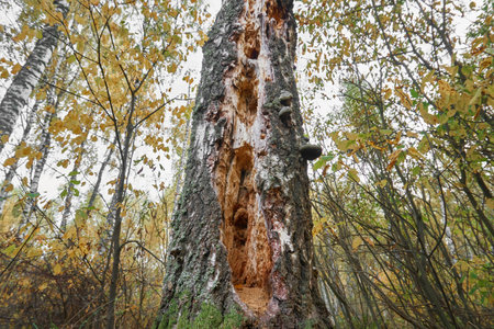 Flat tree trunks in the forest. Green and yellowed leaves, a walk in the fresh air in the forest...