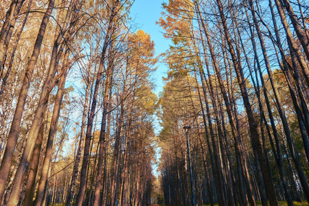 A road in a forest park. Dry leaves fallen in autumn. There is a blue sky on the horizon. selective focus.の写真素材