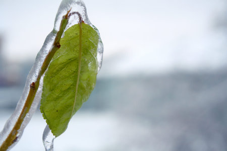 A green leaf covered entirely with ice. Blurry background, selective focus. Cataclysms, freezing...