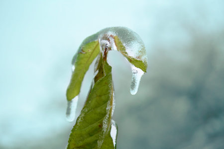 A green leaf covered entirely with ice. Blurry background, selective focus. Cataclysms, freezing...