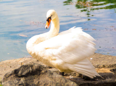 Swanの写真素材