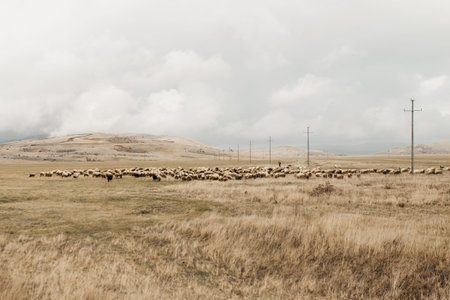 A herd of sheep on a meadow on a cloudy day.