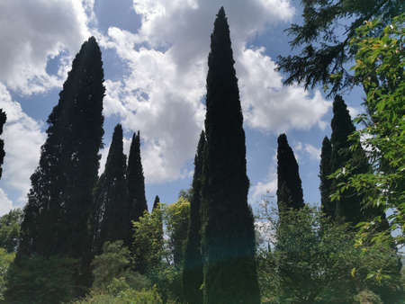 Cypress trees in the park in Tuscany, Italyの写真素材