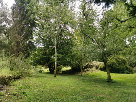 A beautiful shot of a park with trees and grass in the foregroundの写真素材