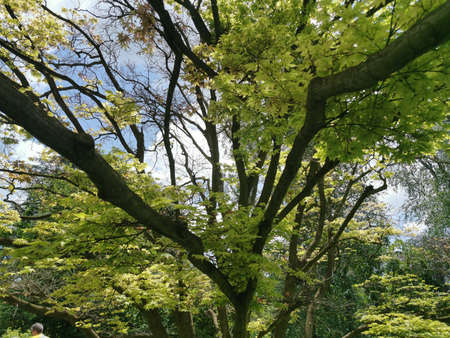 A vertical shot of a tree with green leaves under the blue skyの写真素材