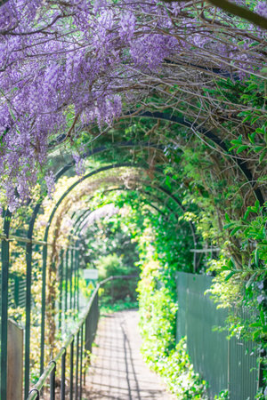 Wisteria in bloom flower on the walkwayの写真素材
