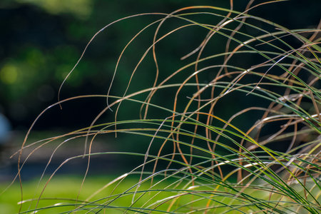 photo of grass