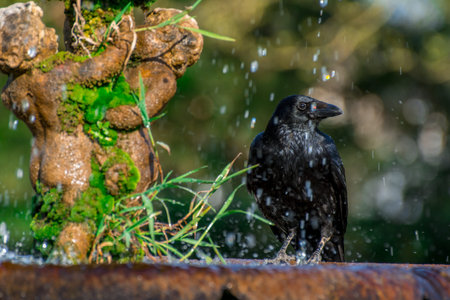 black bird on fountain