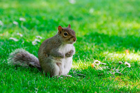squirrel in parkの写真素材
