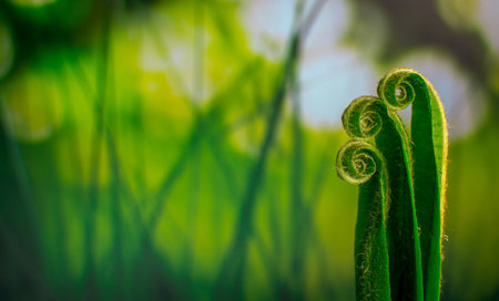 green fern leaves on green background
