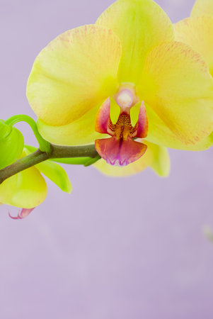 yellow orchid on pink backgroundの写真素材