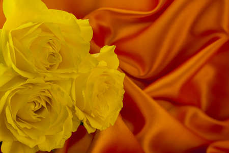 Close-up of yellow rose with green leaves in backgroundの写真素材